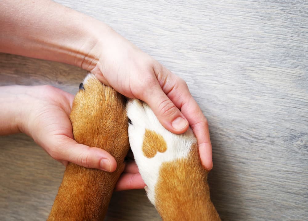Woman holding dog's paws