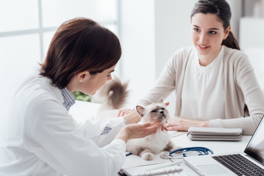 Veterinarian doing routine exam on cat