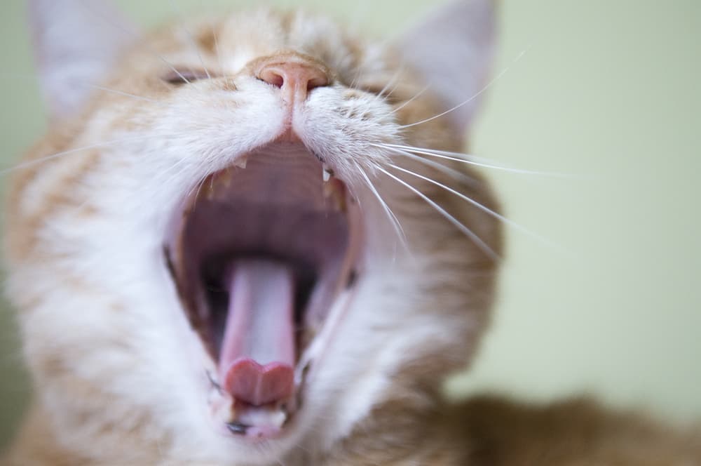 Cat sneezing