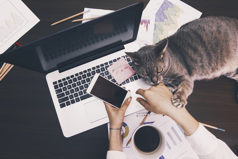 cat near laptop