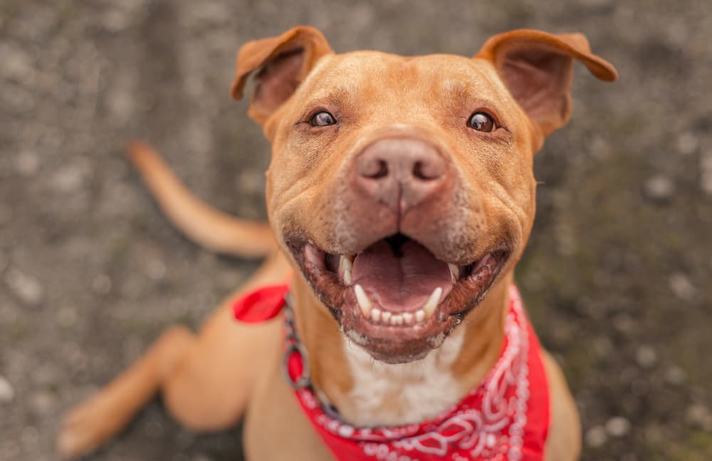Foster dog smiling