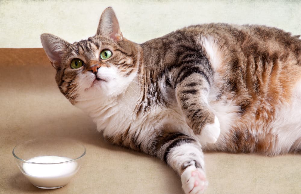 Cat next to a small bowl of milk