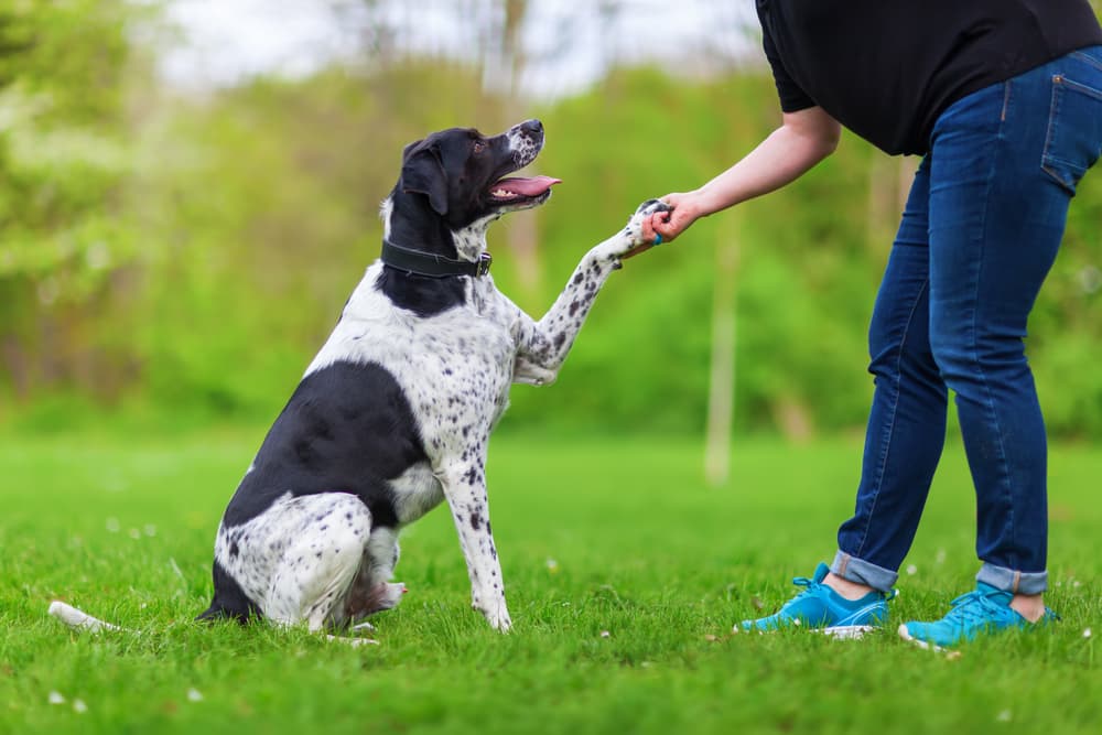 dog training in yard