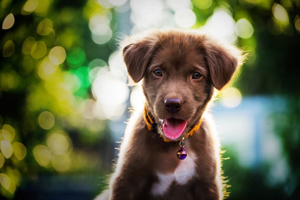 All About Puppy Strangles
