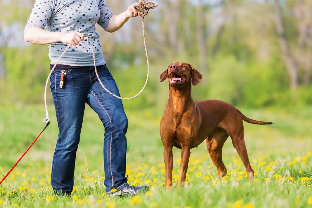 dog-flirt-pole