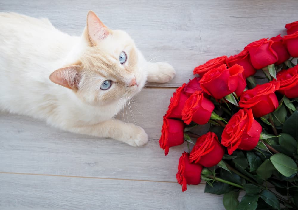 Cat next to roses