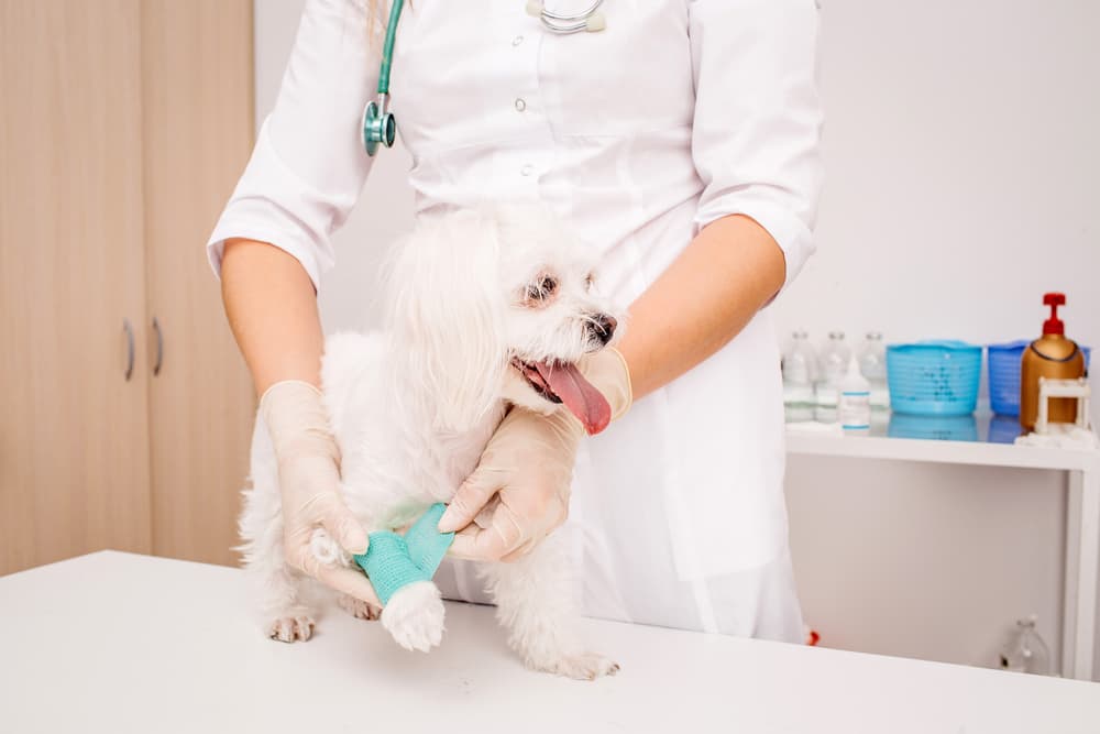 Veterinarian wrapping a dog's paw