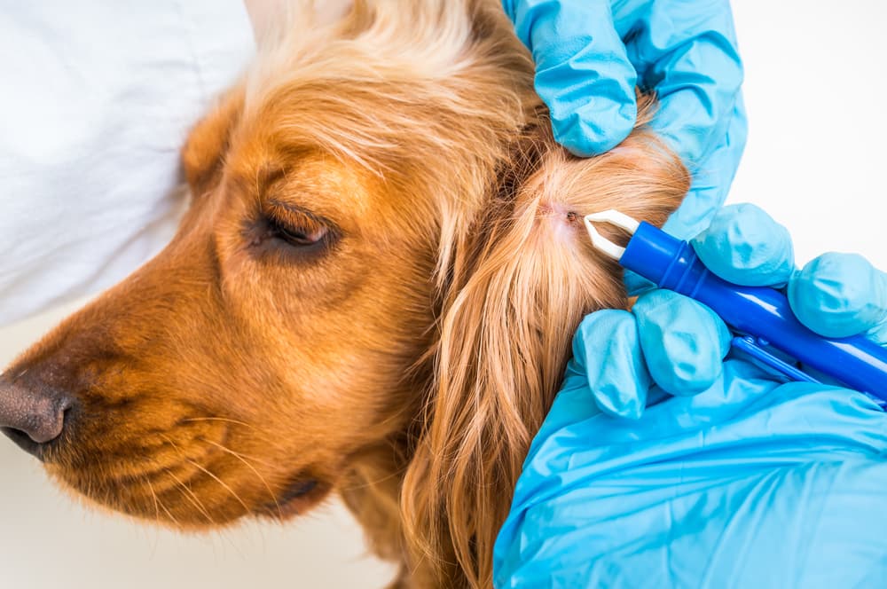 Veterinarian removing a tick from a dog to help prevent Lyme disease