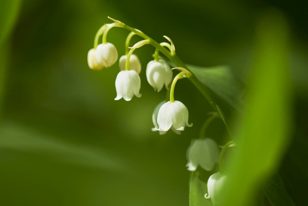 lily of the valley flower