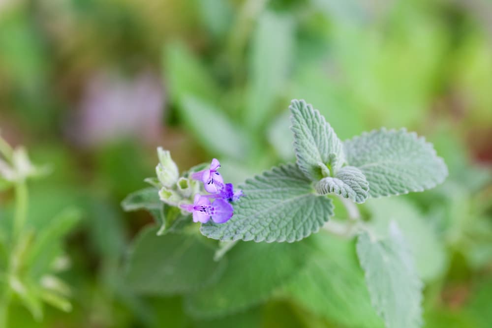 Fresh catnip growing outside