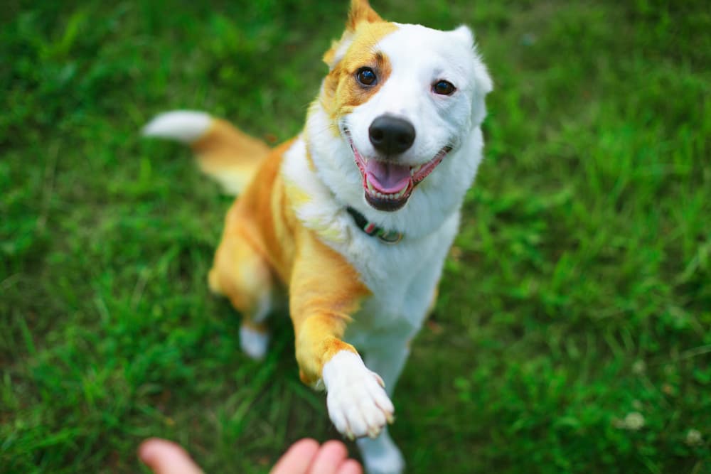 Paw Swelling in Dogs