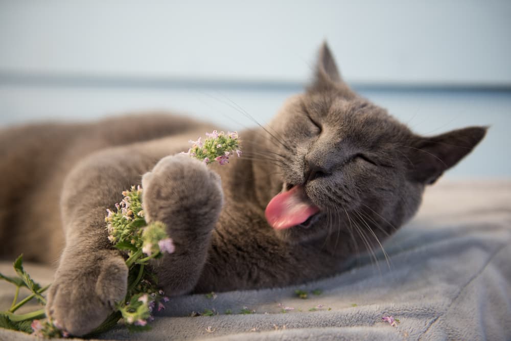 cat chewing on fresh catnip