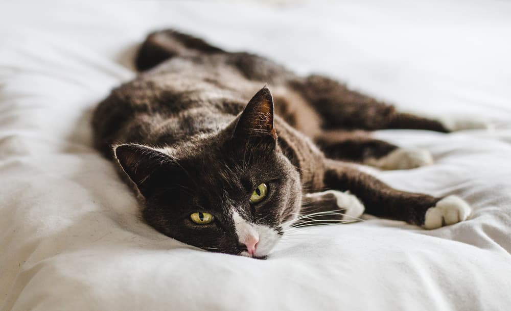 Cat showing symptoms of diarrhea