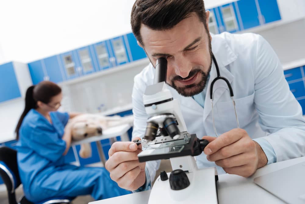 Veterinarian examining dog fecal sample