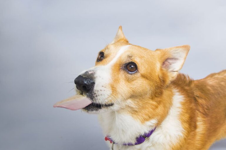 Dog eating peanut butter