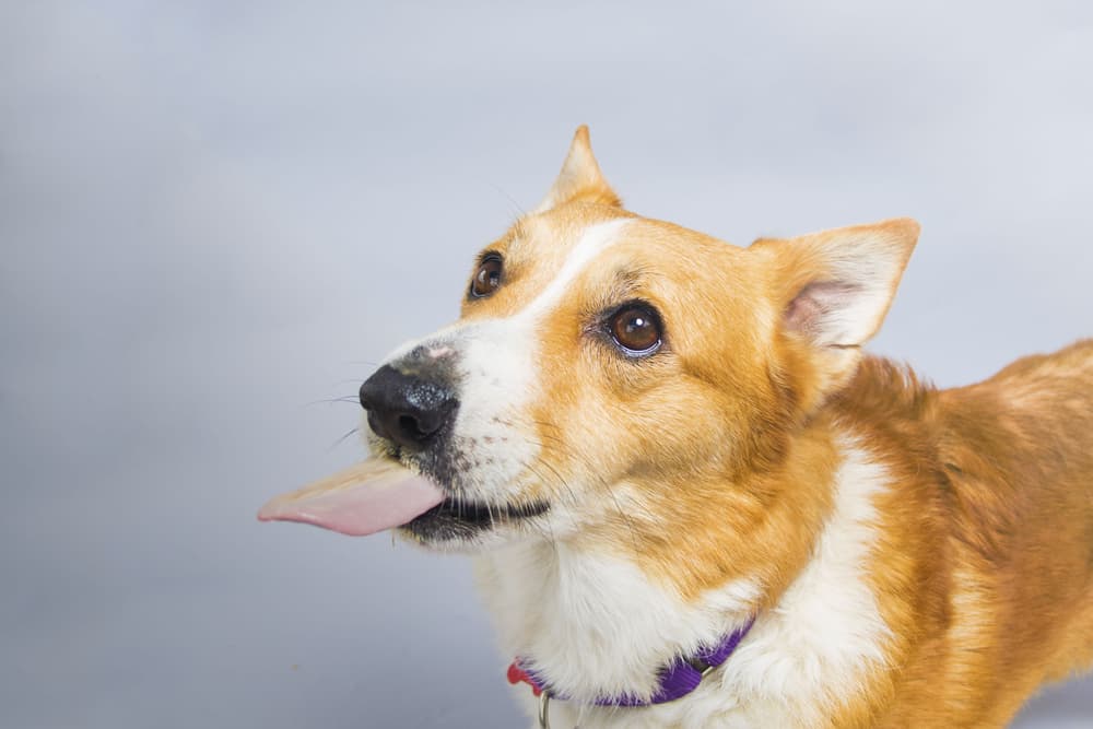 Xylitol Poisoning in Dogs Xylitol Poisoning in Dogs