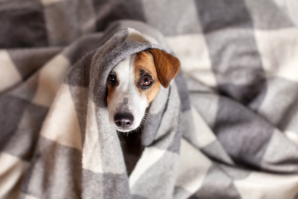 Dog hiding under blanket