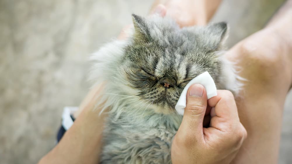 Cat owner wiping cat's face
