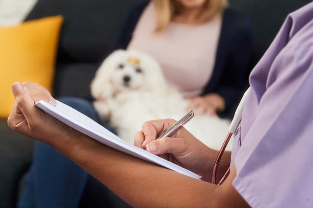 veterinarian grading dog heart murmur
