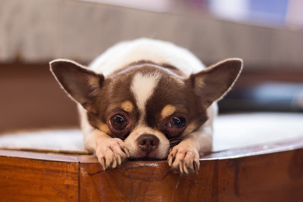 Hydrocephalus in Dogs