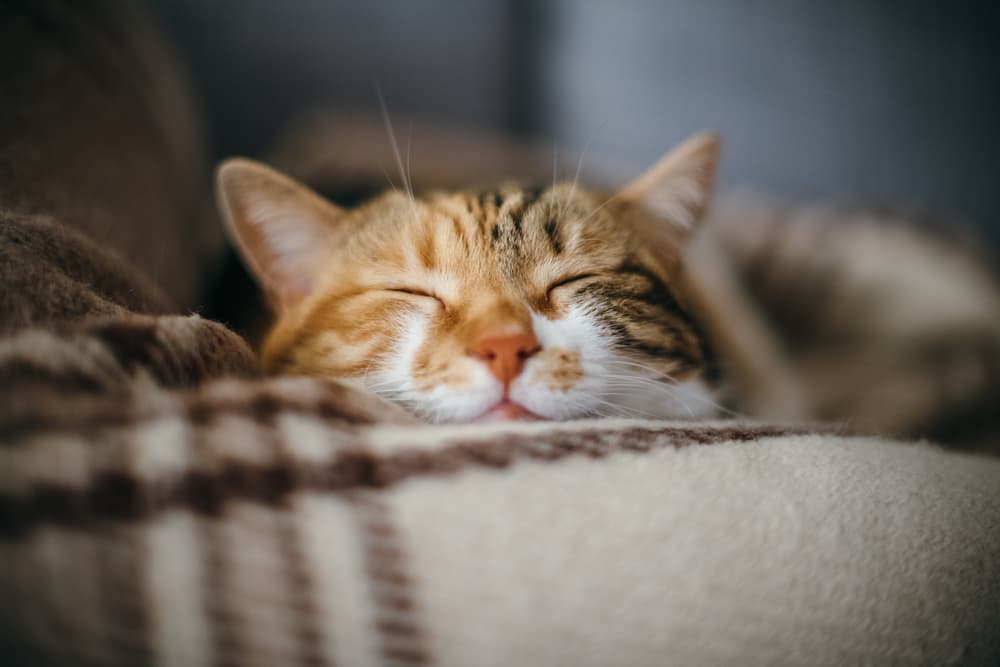 Calm cat resting peacefully