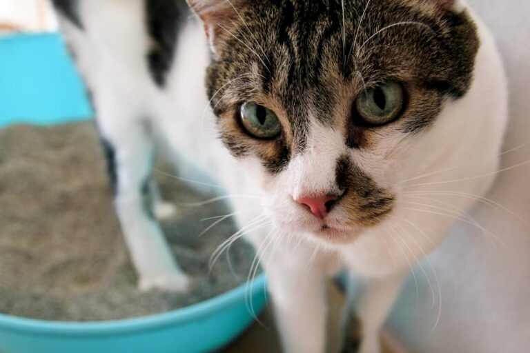 Cat using the litter box