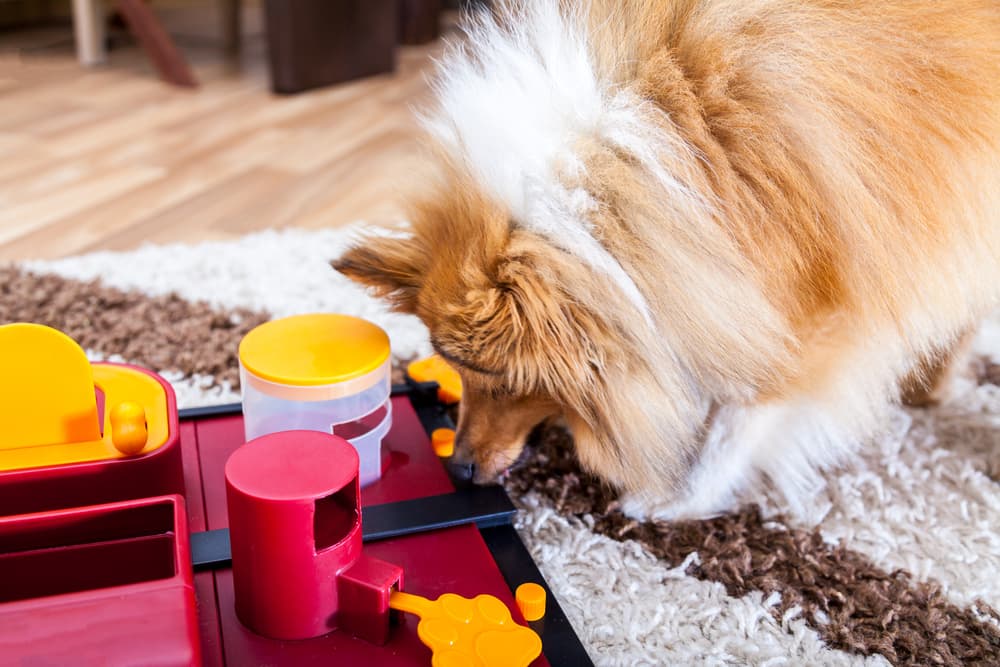 Dog playing with puzzle toy