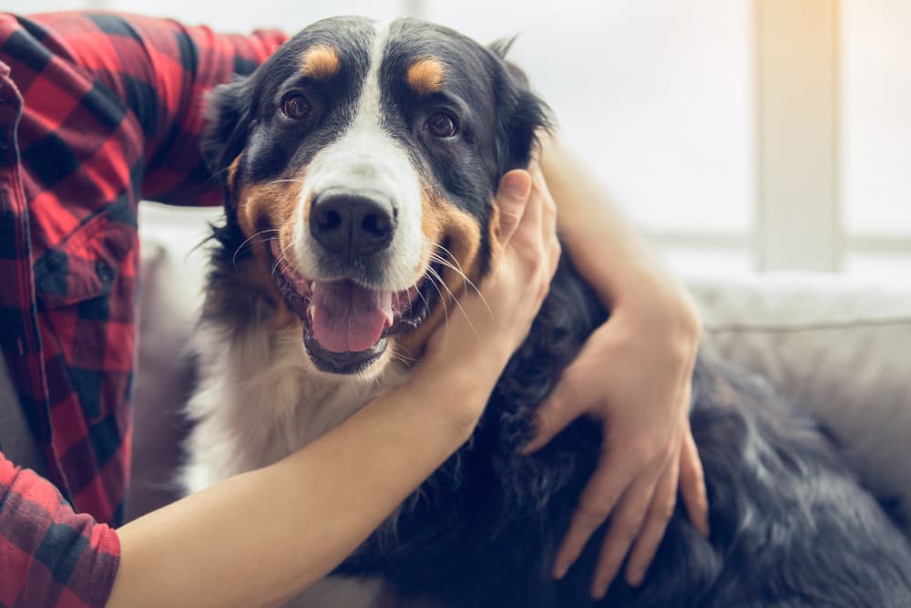 Do Dogs Like Hugs? Do Dogs Like Hugs?