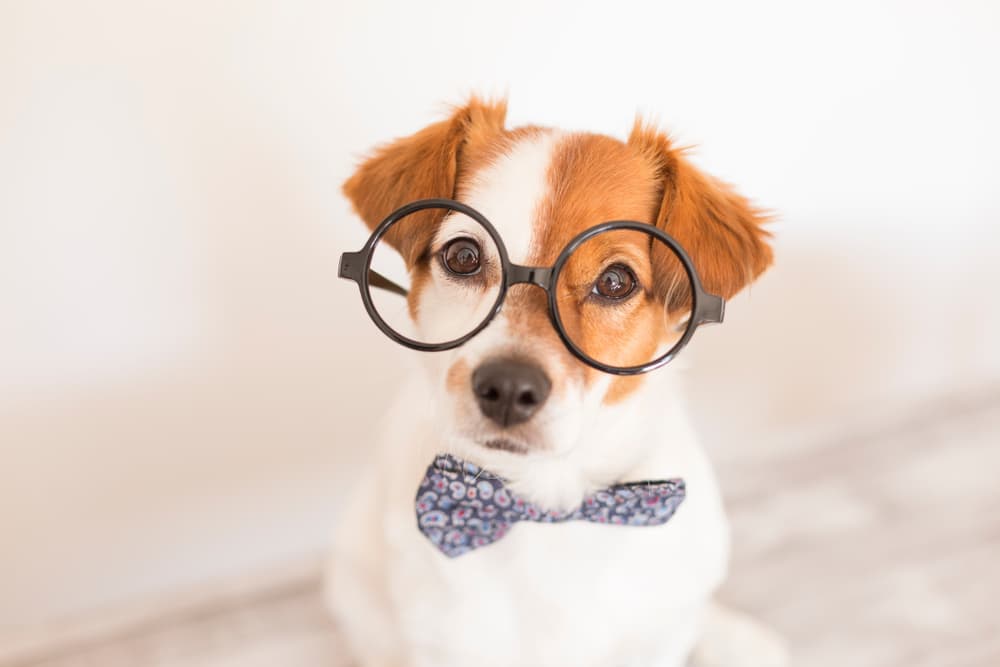 12 Amazing Dog Brain Facts