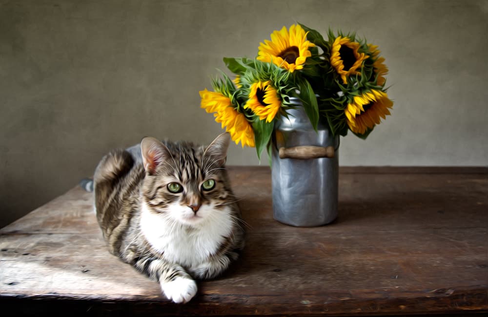 cat sitting by sunflowers