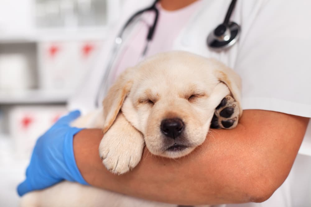 Veterinarian holds a puppy
