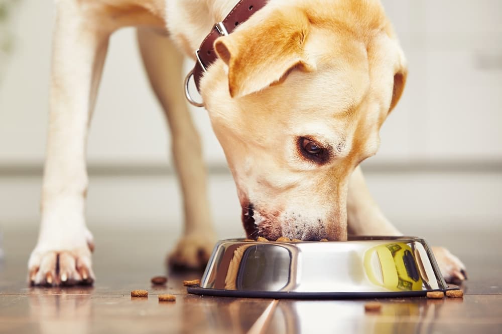 DCM and Dog Food: What You Should Know