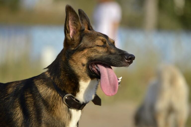 Dog outdoors panting