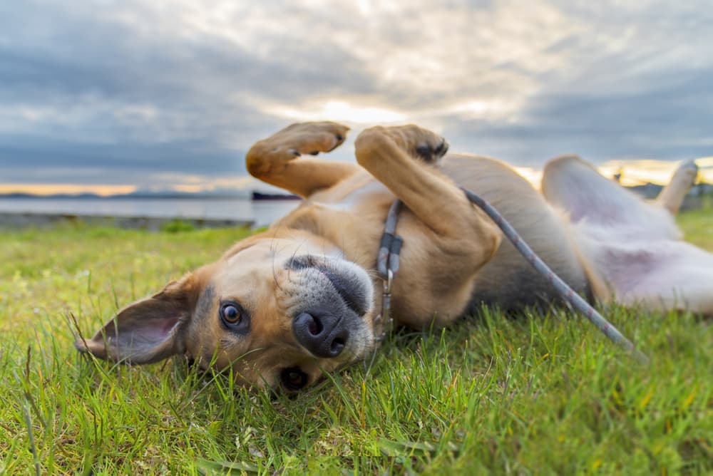 Anaplasmosis in Dogs