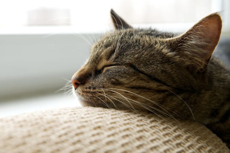 Lethargic cat snoozing on the couch