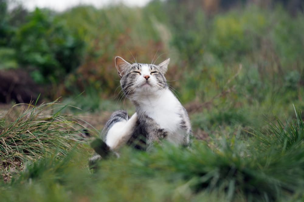 All About Dandruff in Cats