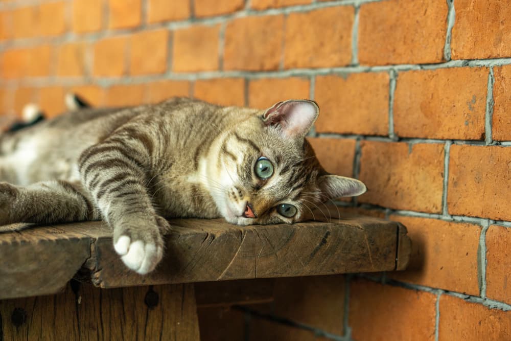 Coronavirus in Cats