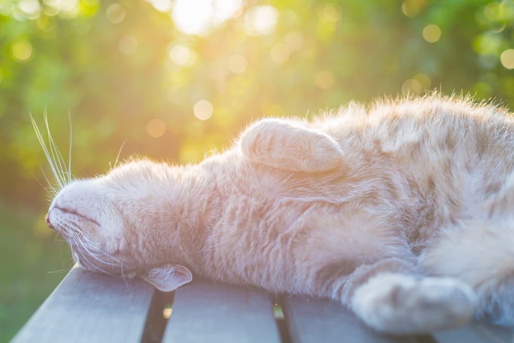 Do Cats Sweat?