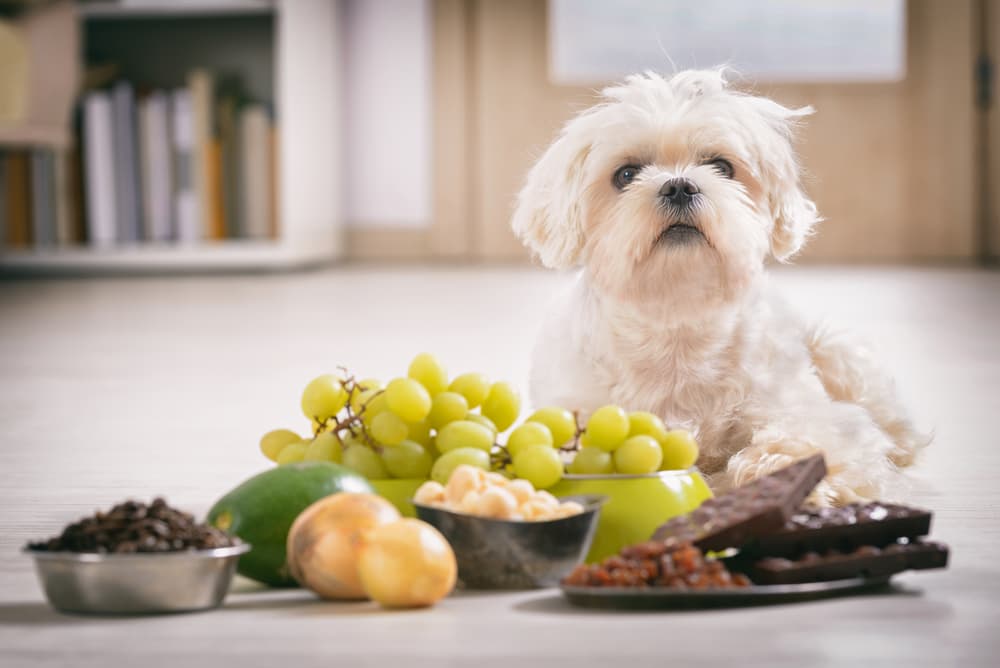 14 Toxic Foods For Dogs 14 Toxic Foods For Dogs
