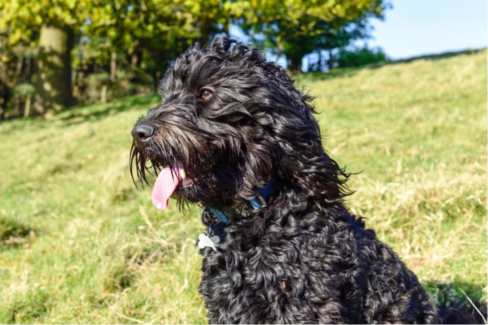 Dog in the sun panting