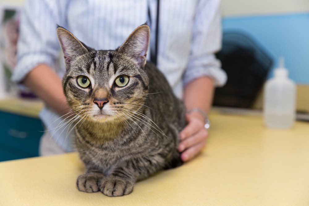Cat sitting with veterinarian 