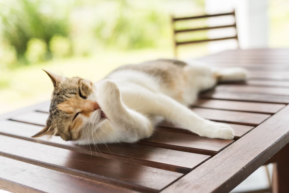 Cat laying on table grooming
