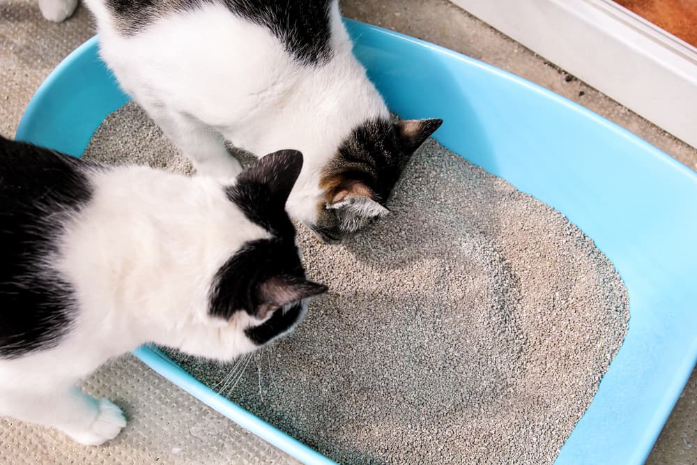 Cats in a litter box