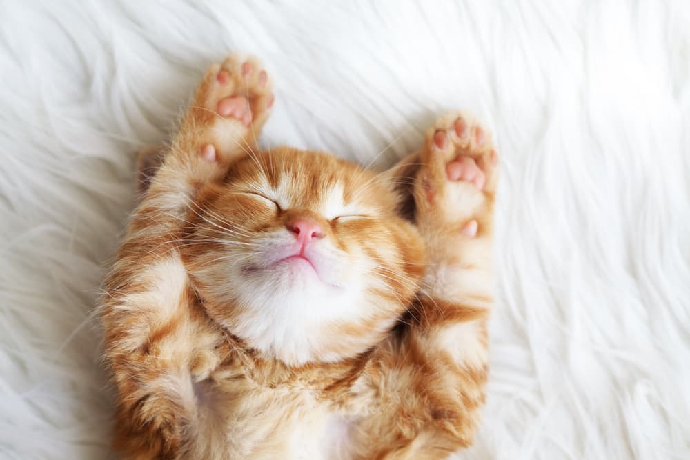 Cat laying in bed with its paws up and eyes closed