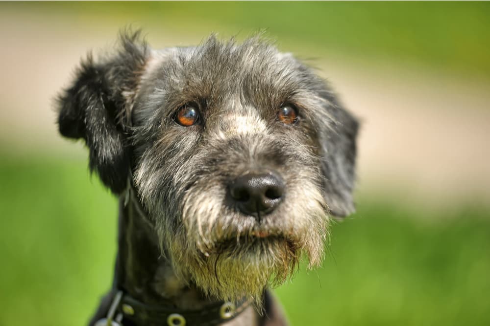 Dog looking worried in the garden