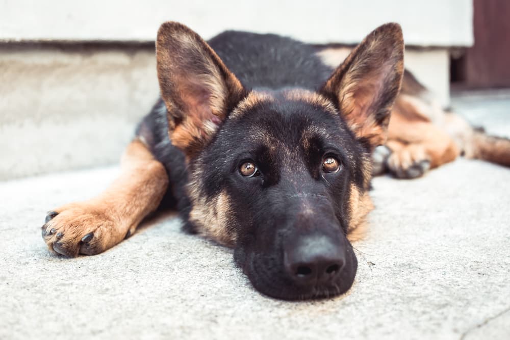 German Shepherd laying down on stoop