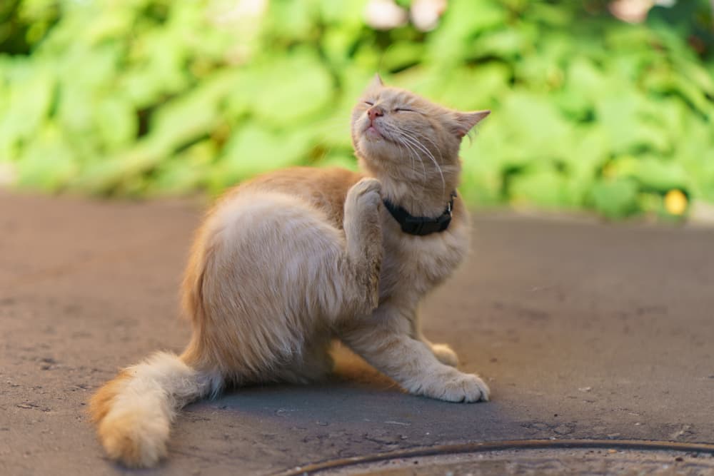 Itchy cat sitting outdoors 