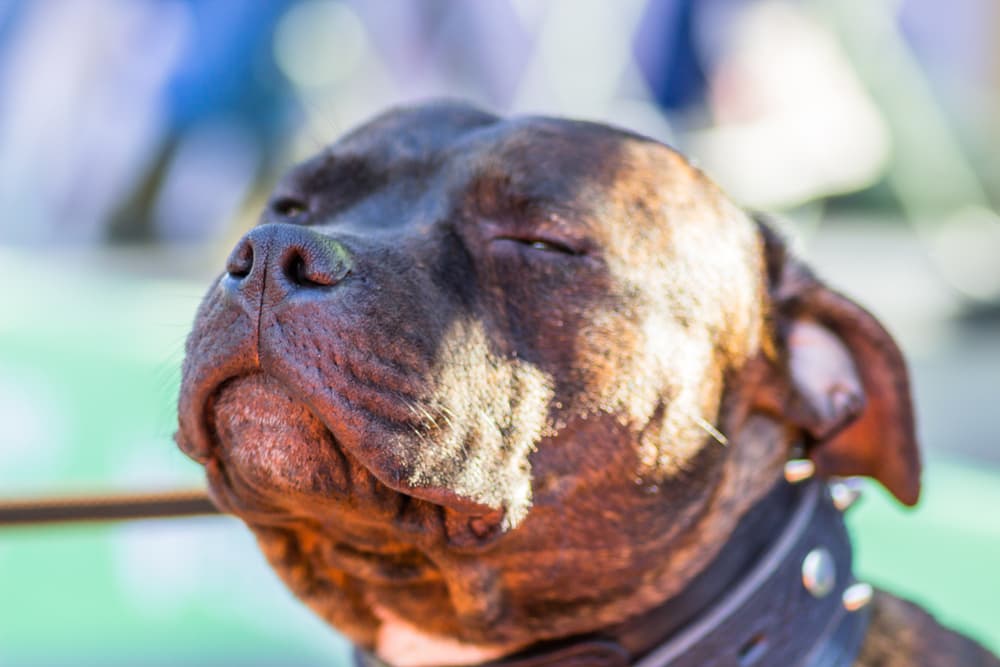 Dog dizzy in the sun
