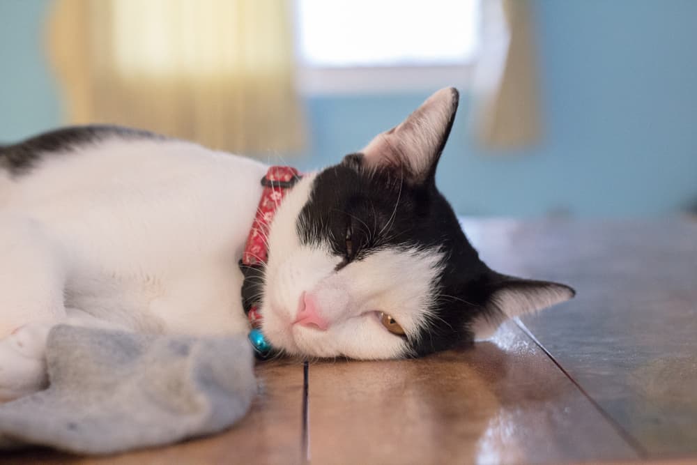 Sick cat laying on the floor