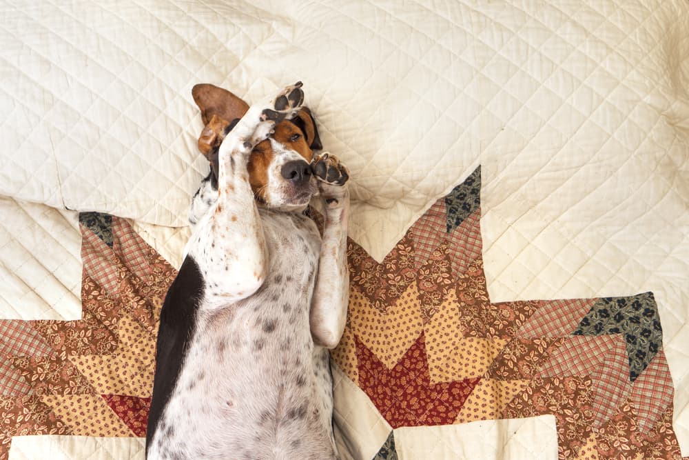 Dog laying on blanket feeling sick